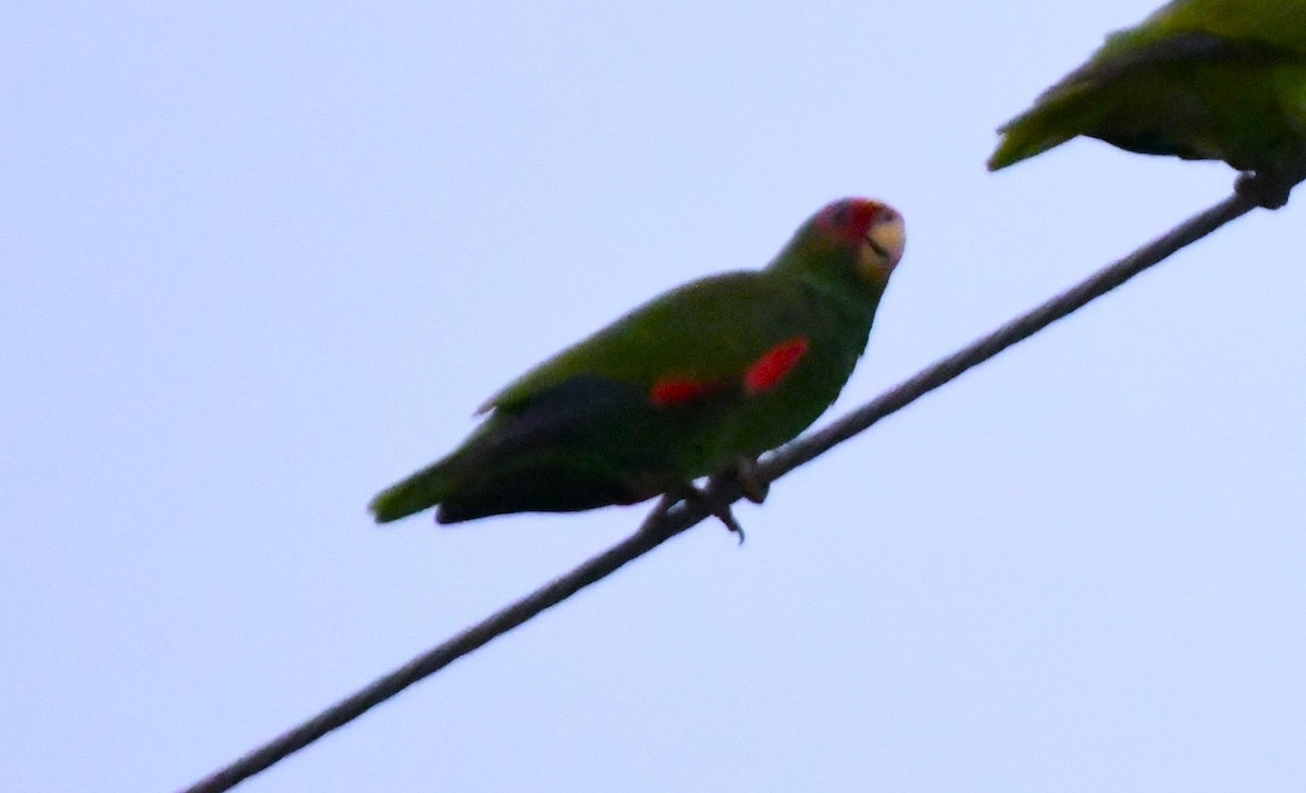 Red-lored Parrot - John Dreves