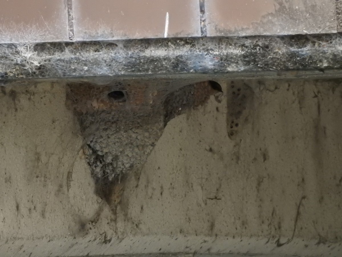 Cliff/Cave Swallow - ML616313291
