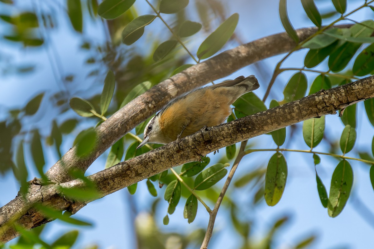 Red-breasted Nuthatch - ML616313308