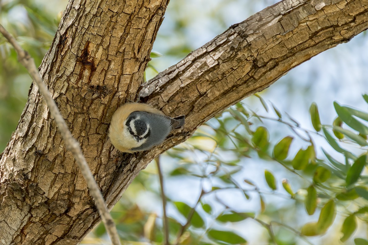 Red-breasted Nuthatch - ML616313312