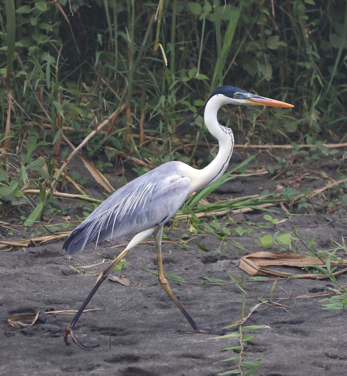 Cocoi Heron - Daniel Yepes