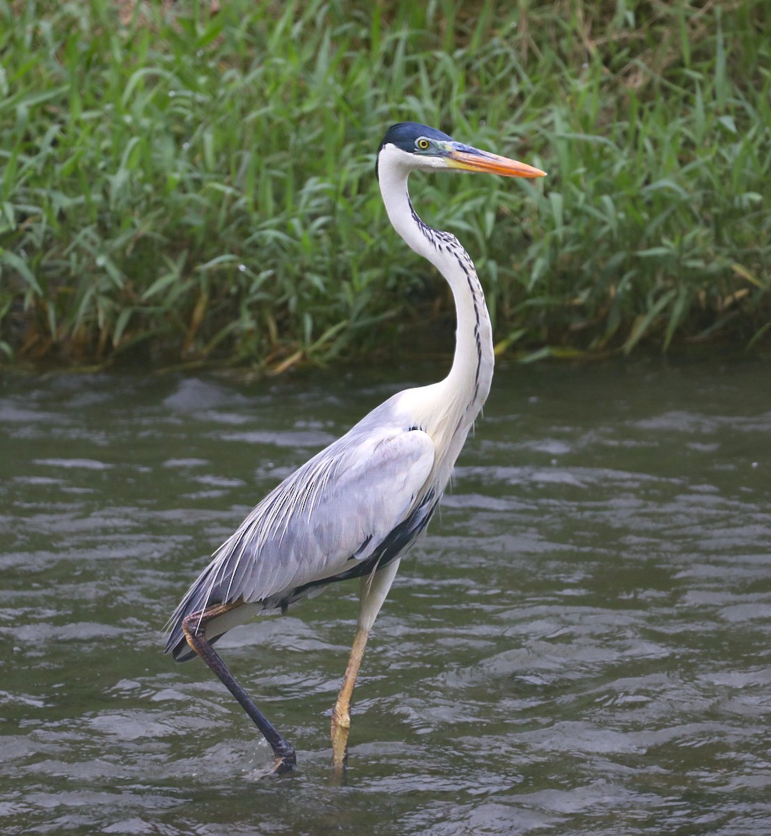 Garza Cuca - ML616313367