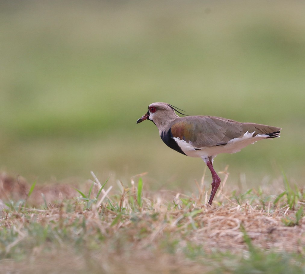 Southern Lapwing - ML616313387