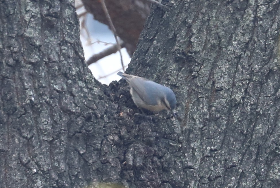 Snowy-browed Nuthatch - Kim Eunkyung