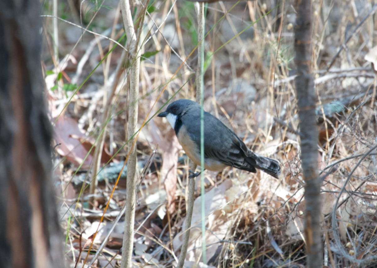 Rufous Whistler - Matty Doyle