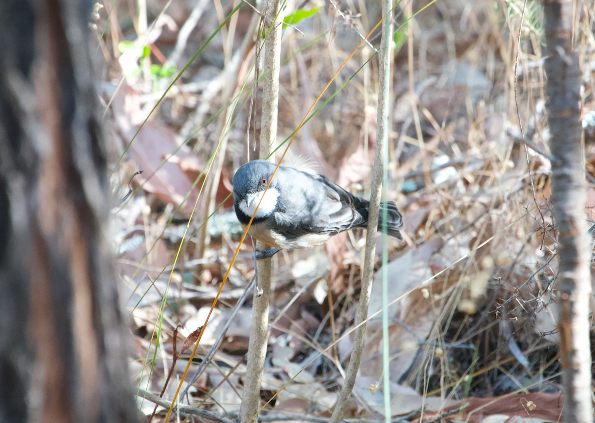 Rufous Whistler - ML616313400