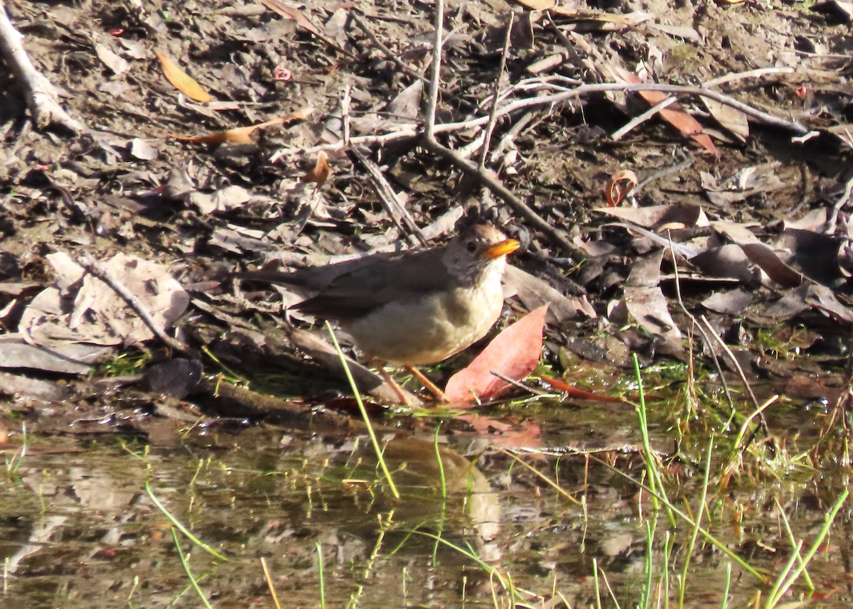 Austral Thrush (Magellan) - ML616313402