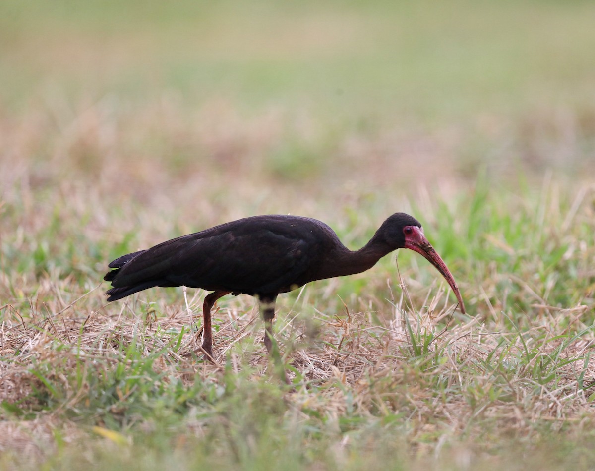 Ibis à face nue - ML616313404