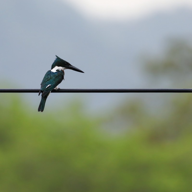 Amazon Kingfisher - Daniel Yepes