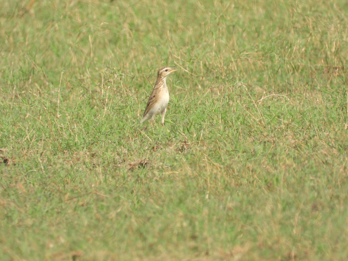 Richard's Pipit - ML616313421