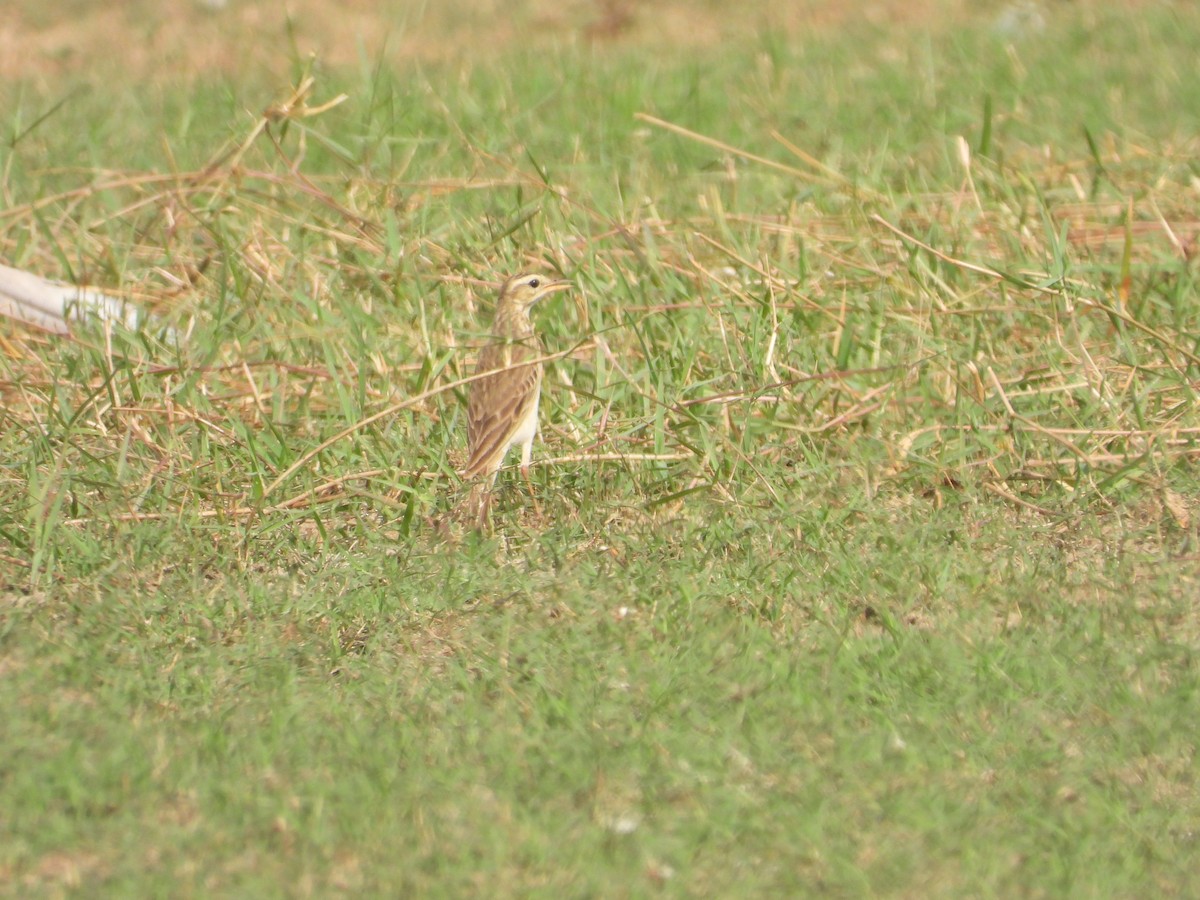 Richard's Pipit - rajesh M