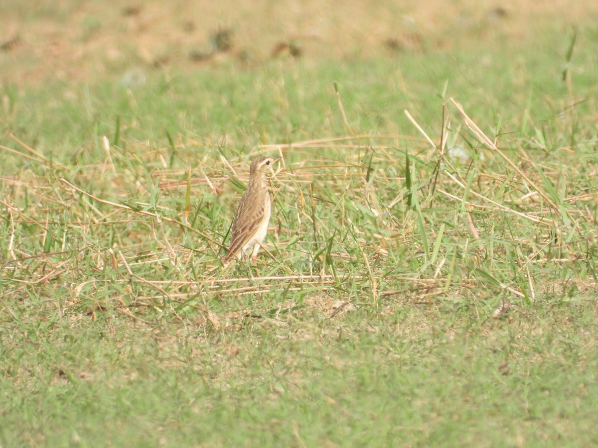 Richard's Pipit - ML616313437