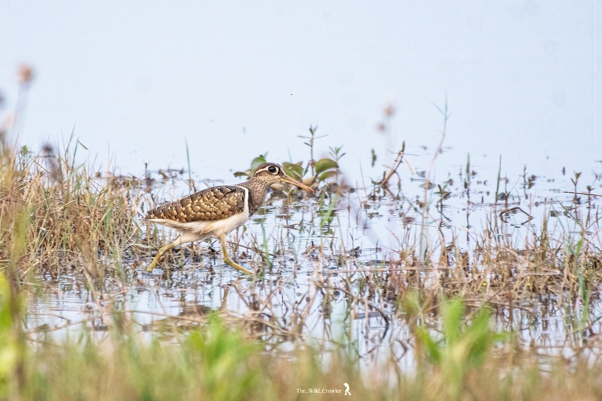 Greater Painted-Snipe - Abhijith s