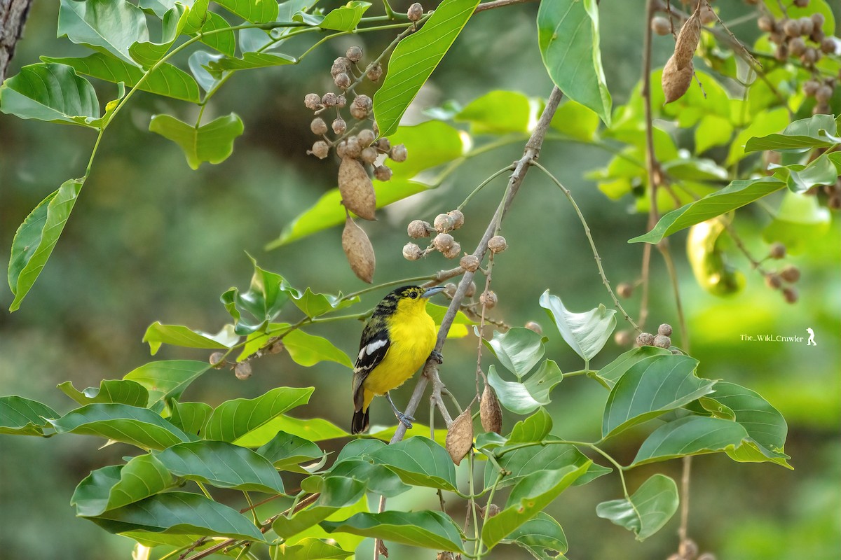 Common Iora - Abhijith s