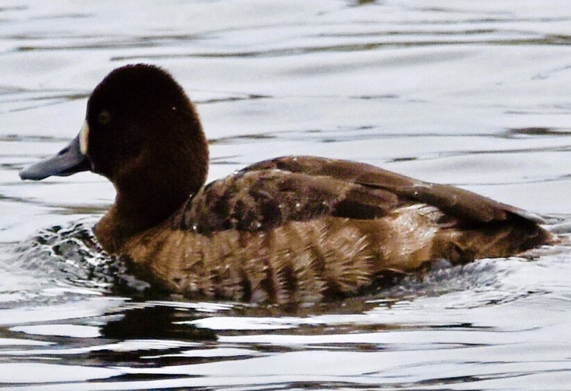 Lesser Scaup - ML616313465