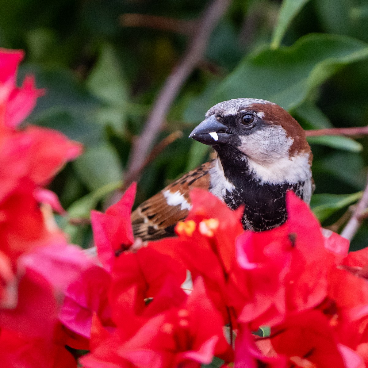 House Sparrow - ML616313476