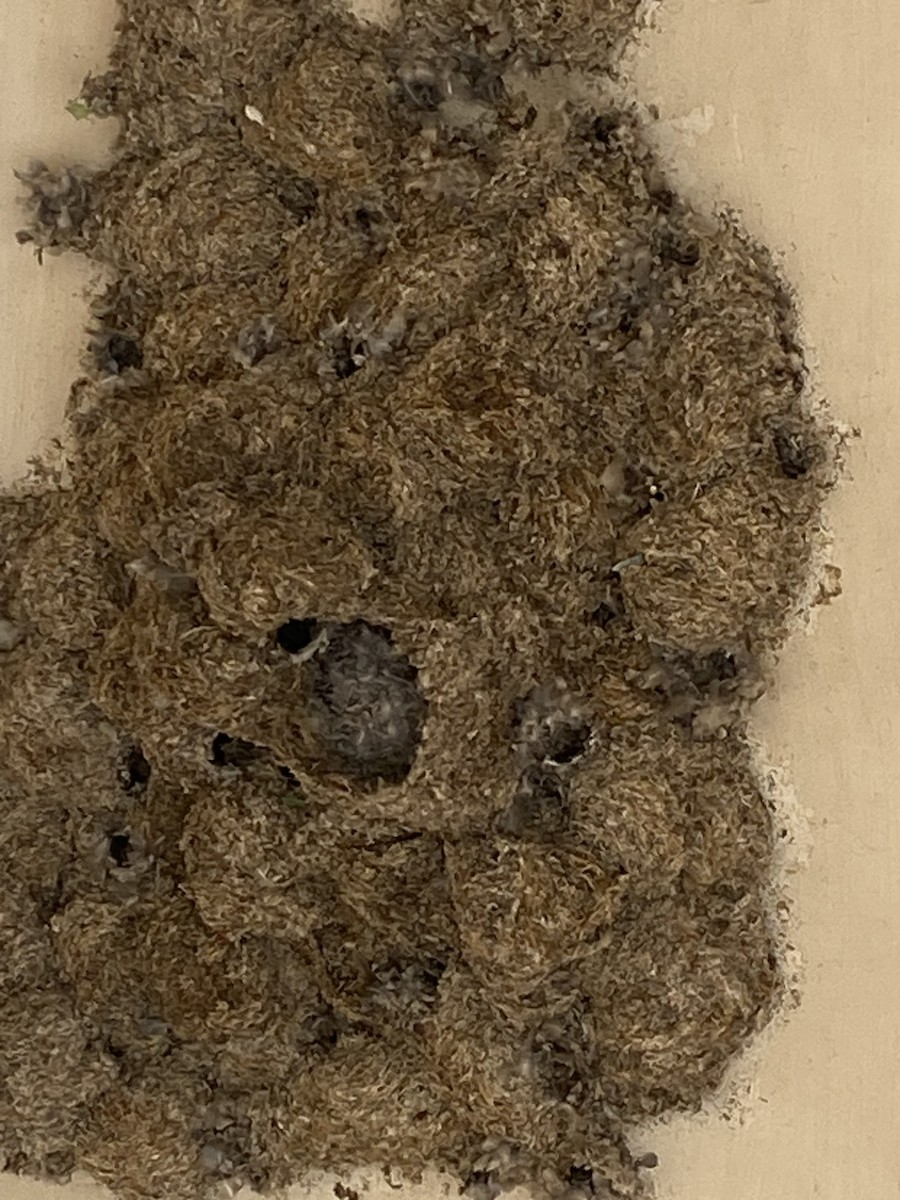 Little Swift - ML616313480