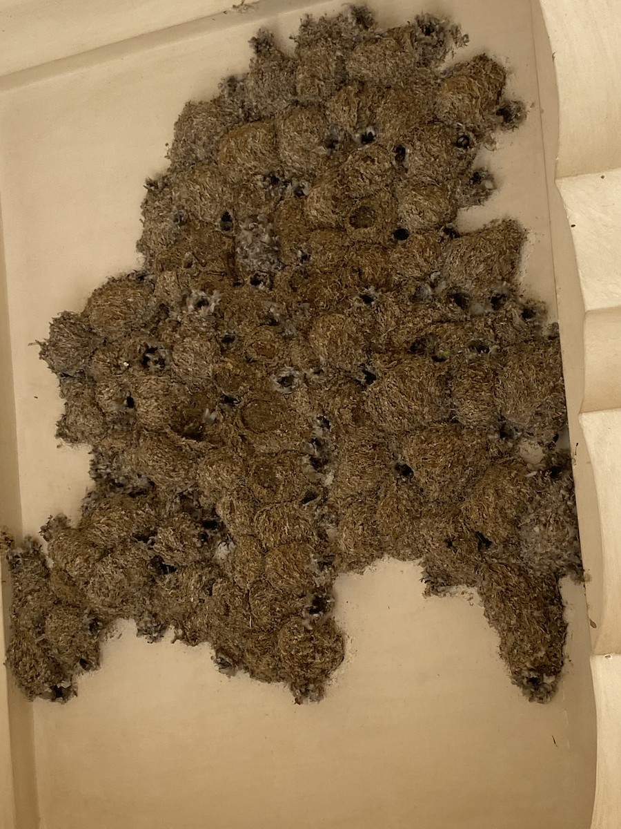 Little Swift - ML616313481