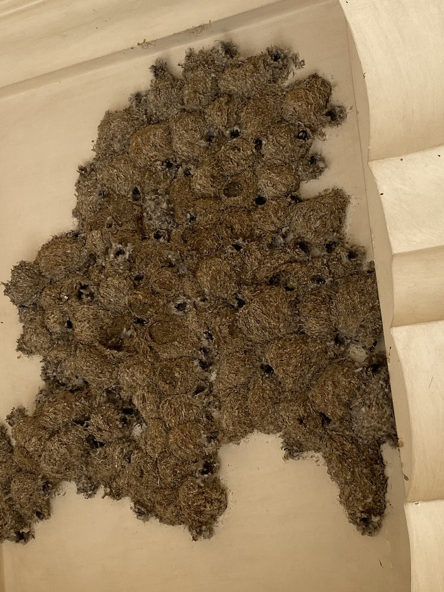 Little Swift - ML616313482