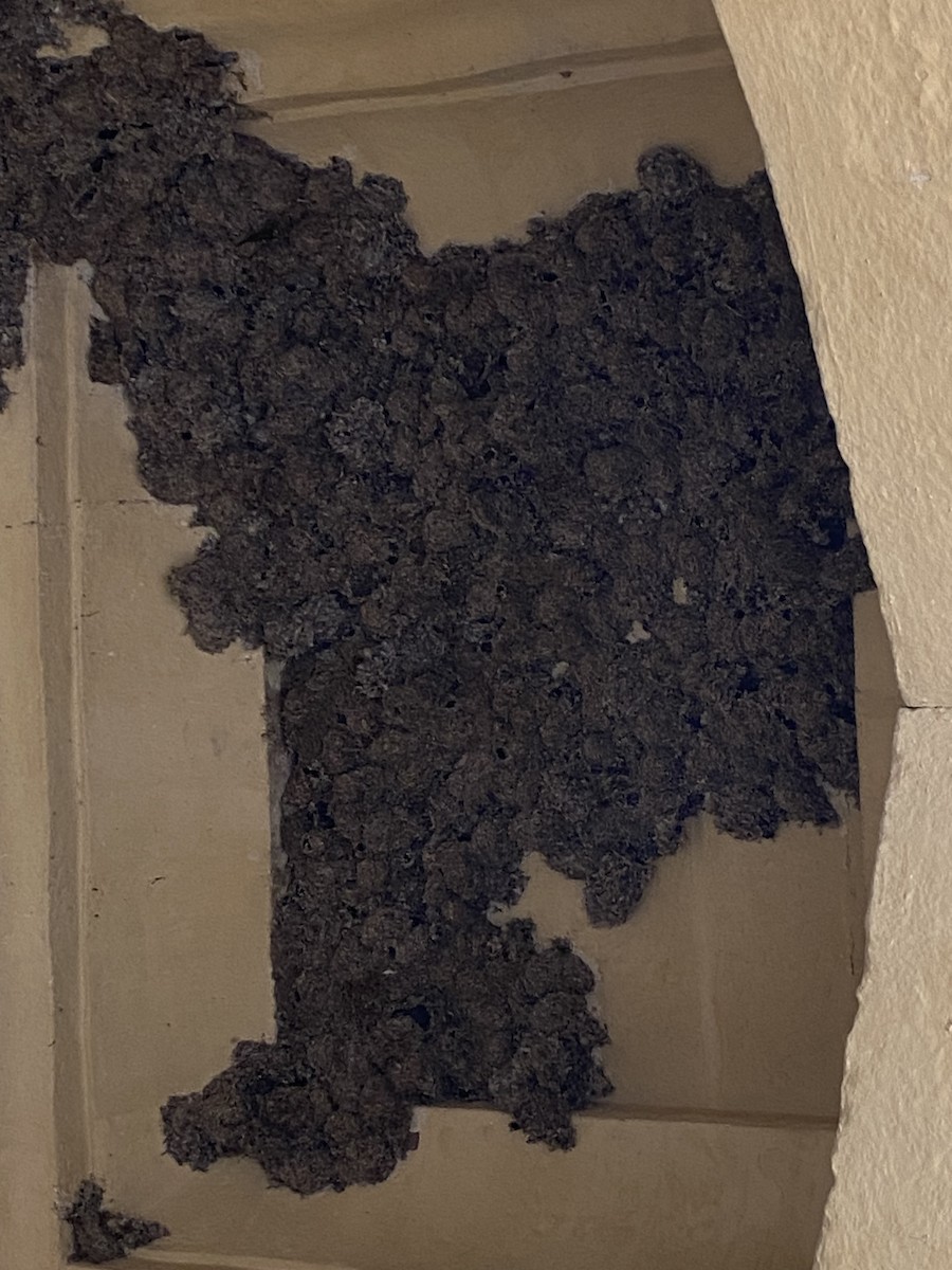 Little Swift - ML616313483