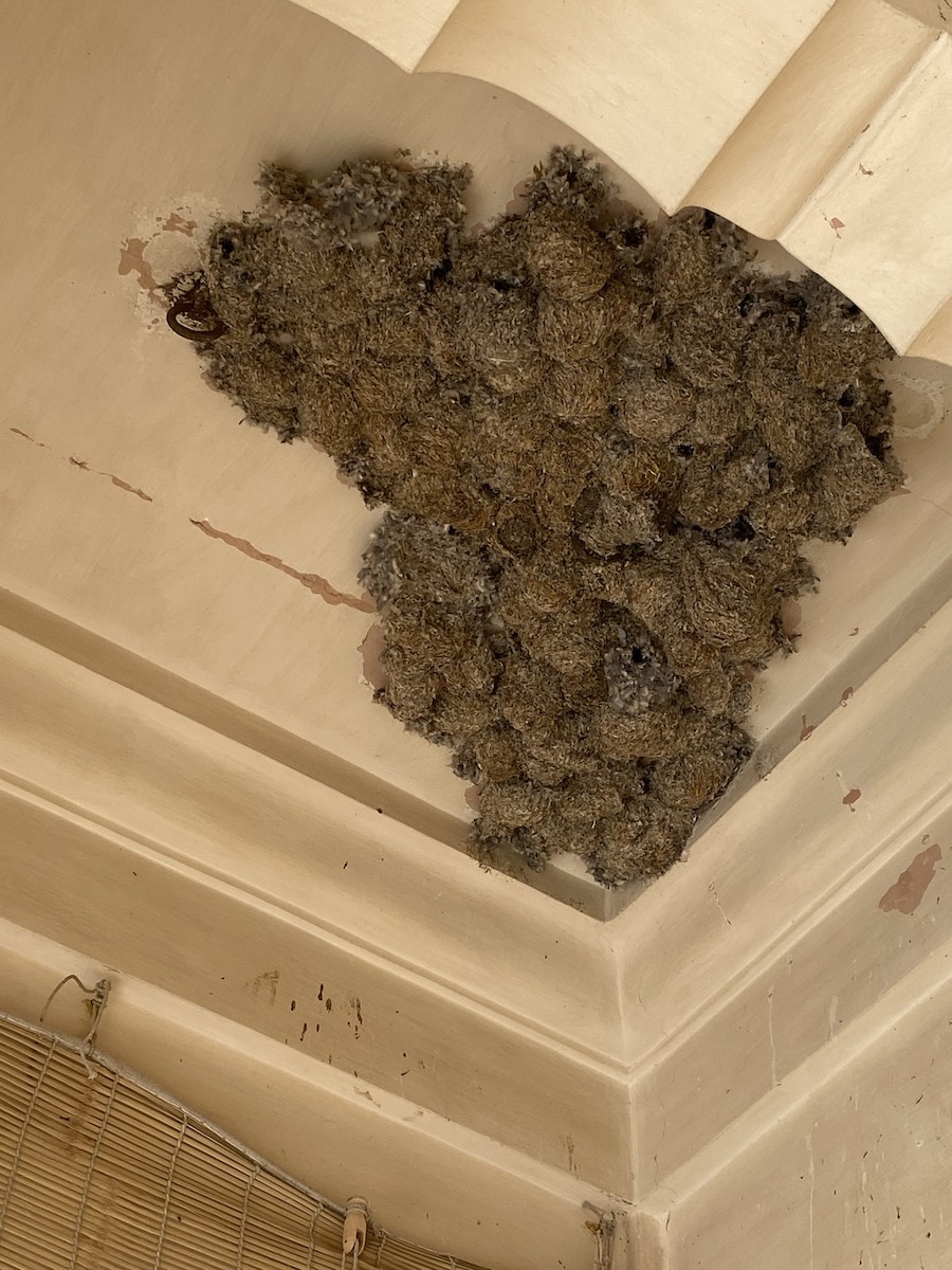 Little Swift - ML616313484