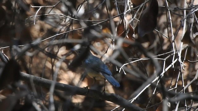 Brown-cheeked Fulvetta - ML616313489