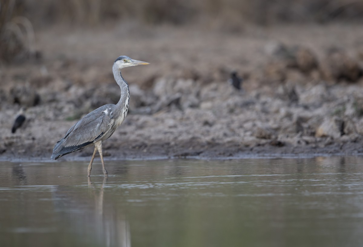 Gray Heron - Sithan Phann