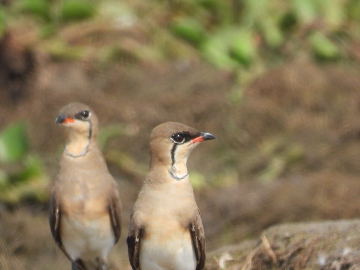 Collared Pratincole - ML616313528