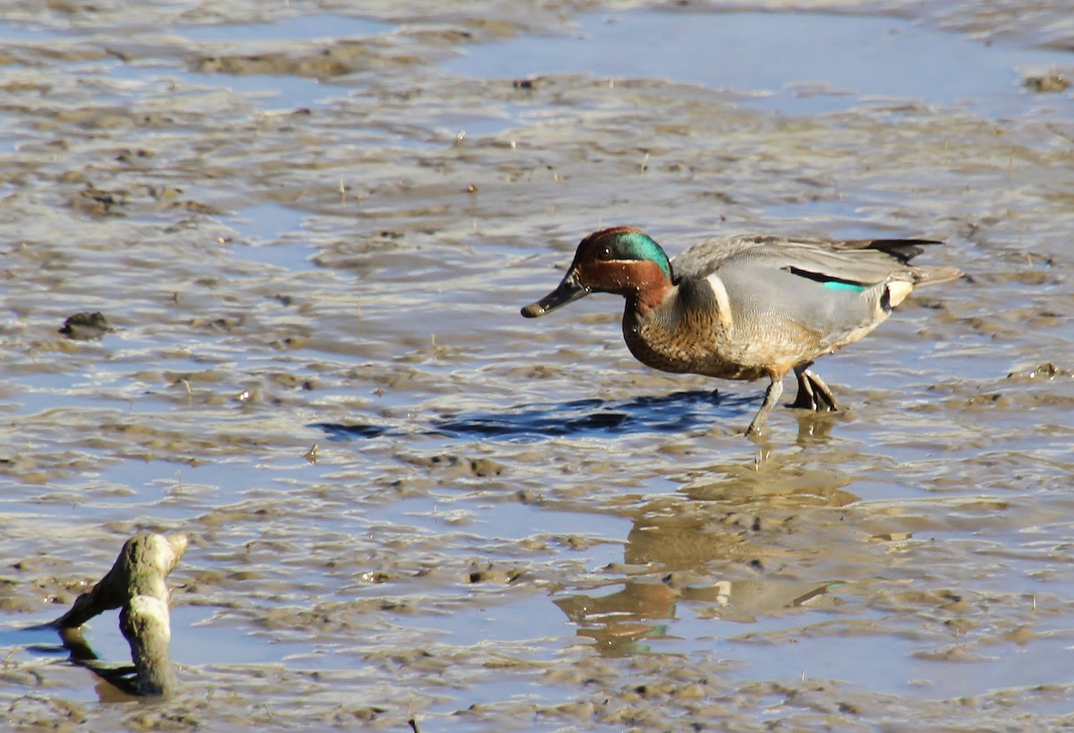 Green-winged Teal (American) - ML616313702