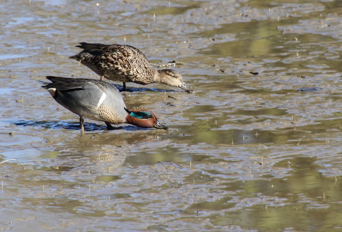 Green-winged Teal (American) - ML616313709