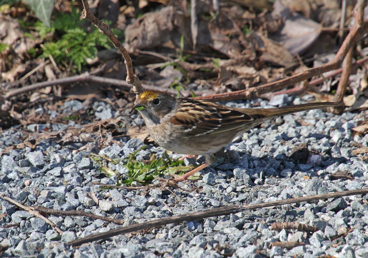 Golden-crowned Sparrow - ML616313714