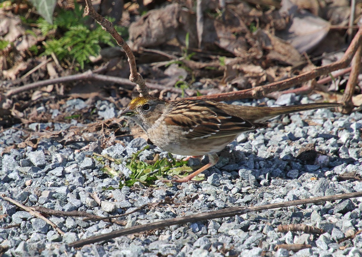 Golden-crowned Sparrow - ML616313751