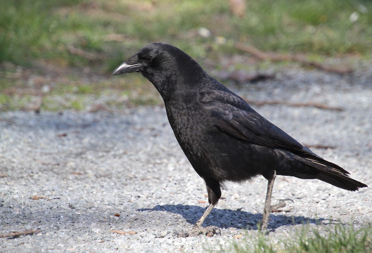 American Crow - ML616313757