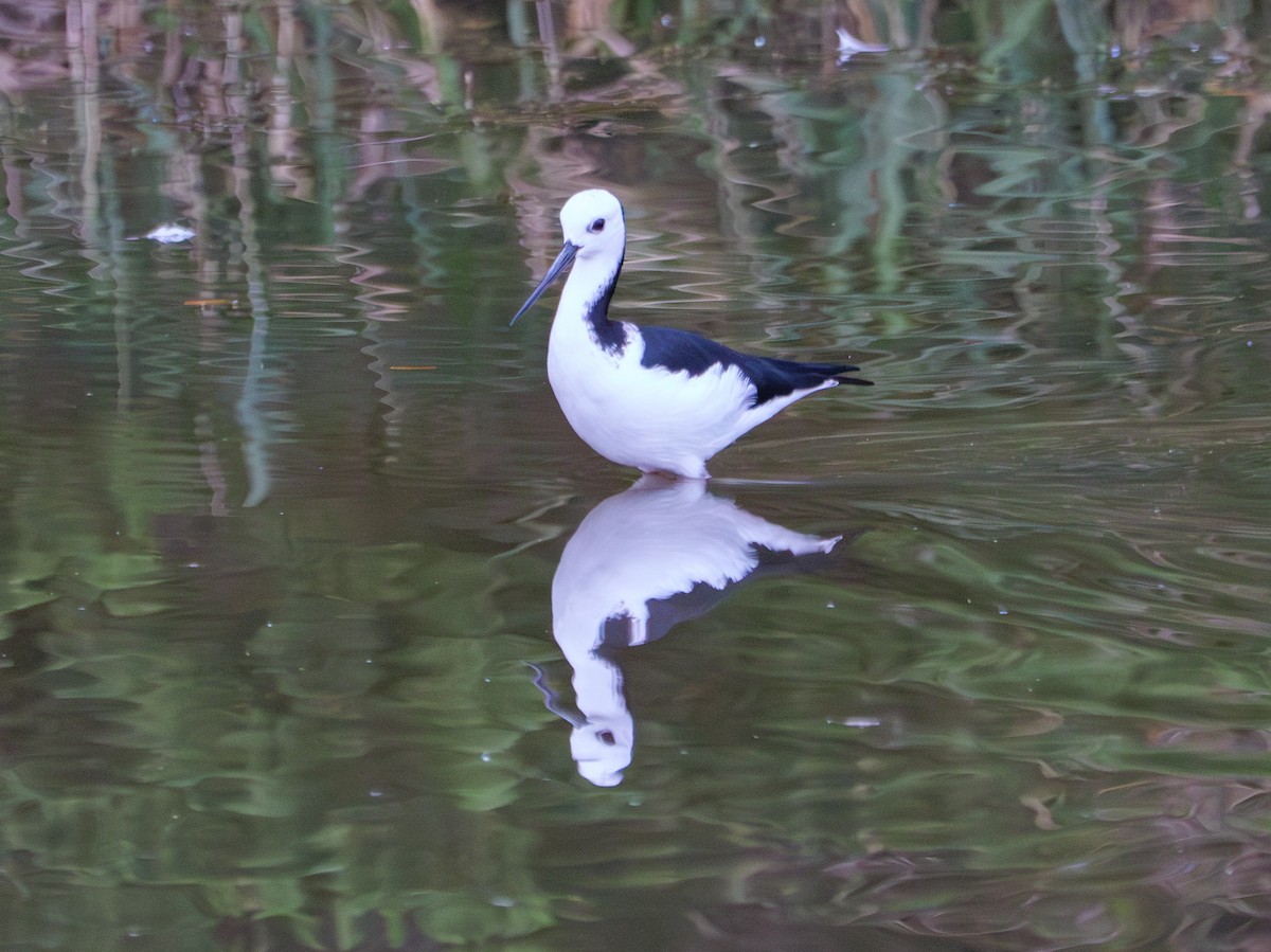 Pied Stilt - ML616313773