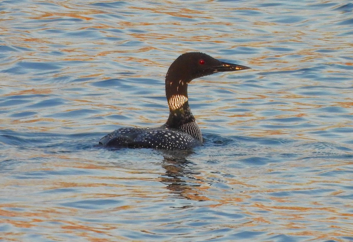 Plongeon huard - ML616313786