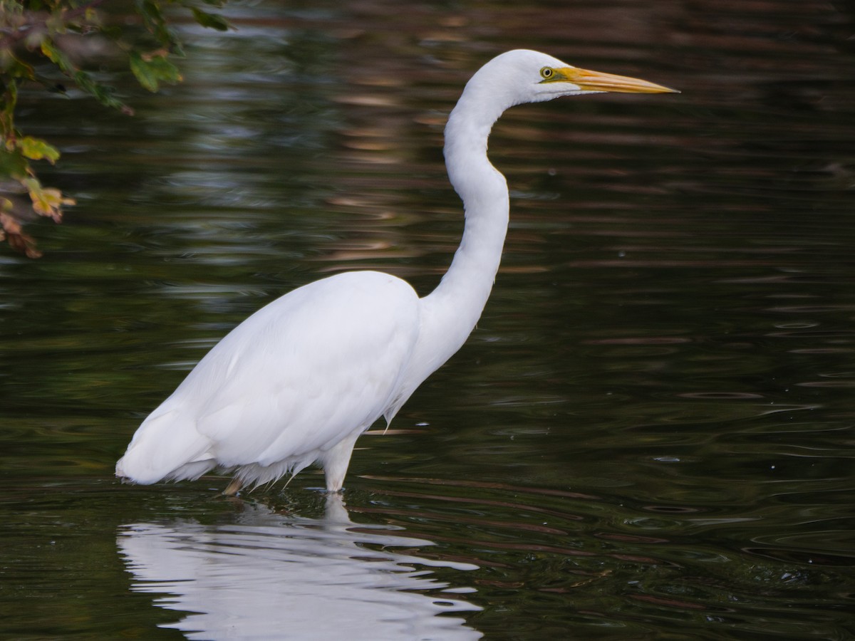 Great Egret - ML616313788