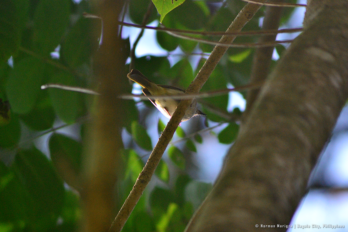 Green-backed Whistler - ML616313791