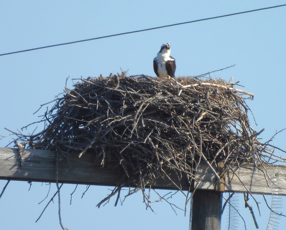 Osprey - ML616313793