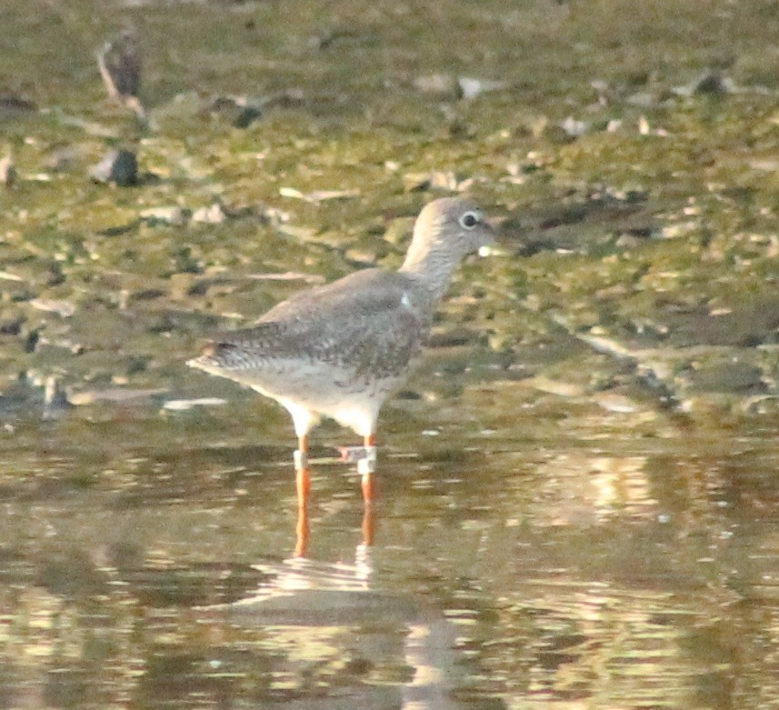 Common Redshank - Madhavi Babtiwale