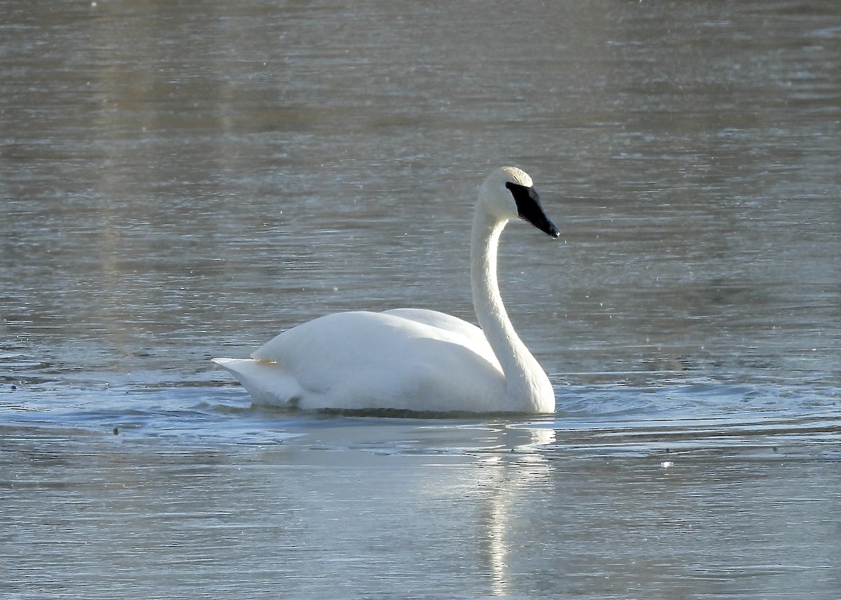 Trumpeter Swan - Anita M Granger