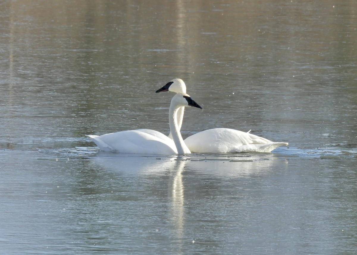 Trumpeter Swan - ML616313821