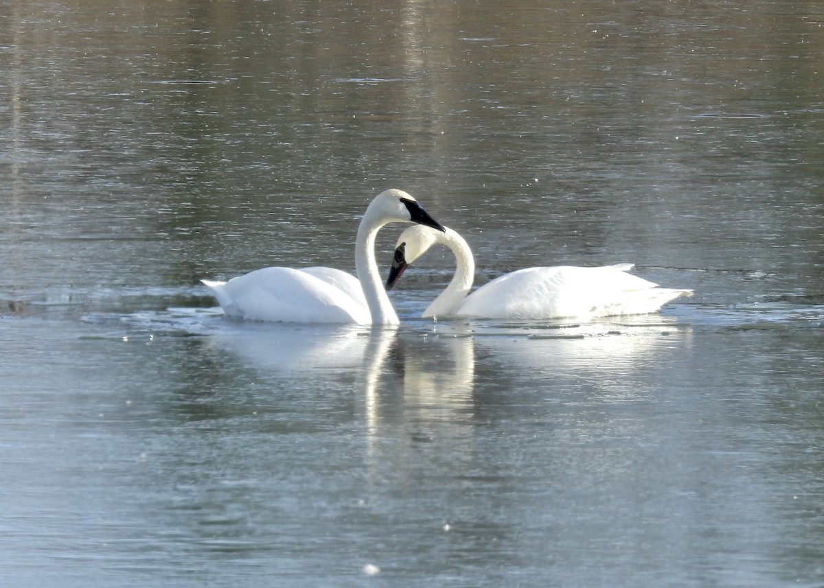 Trumpeter Swan - Anita M Granger