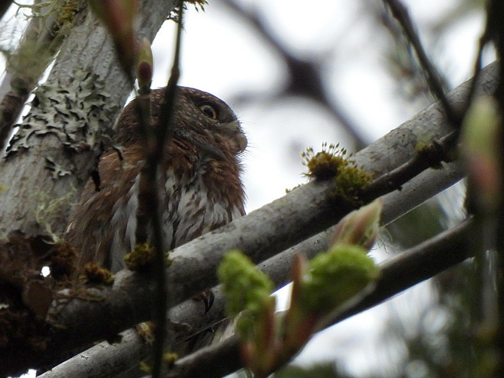 Northern Pygmy-Owl - ML616313871