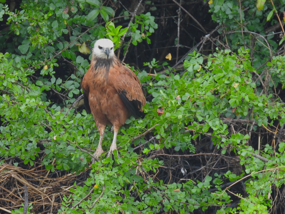 Black-collared Hawk - ML616313899