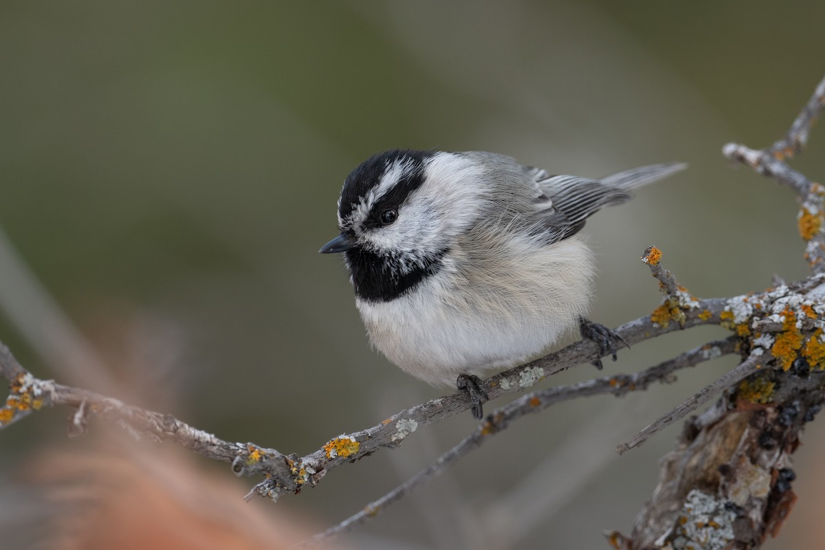 Mountain Chickadee - ML616313957