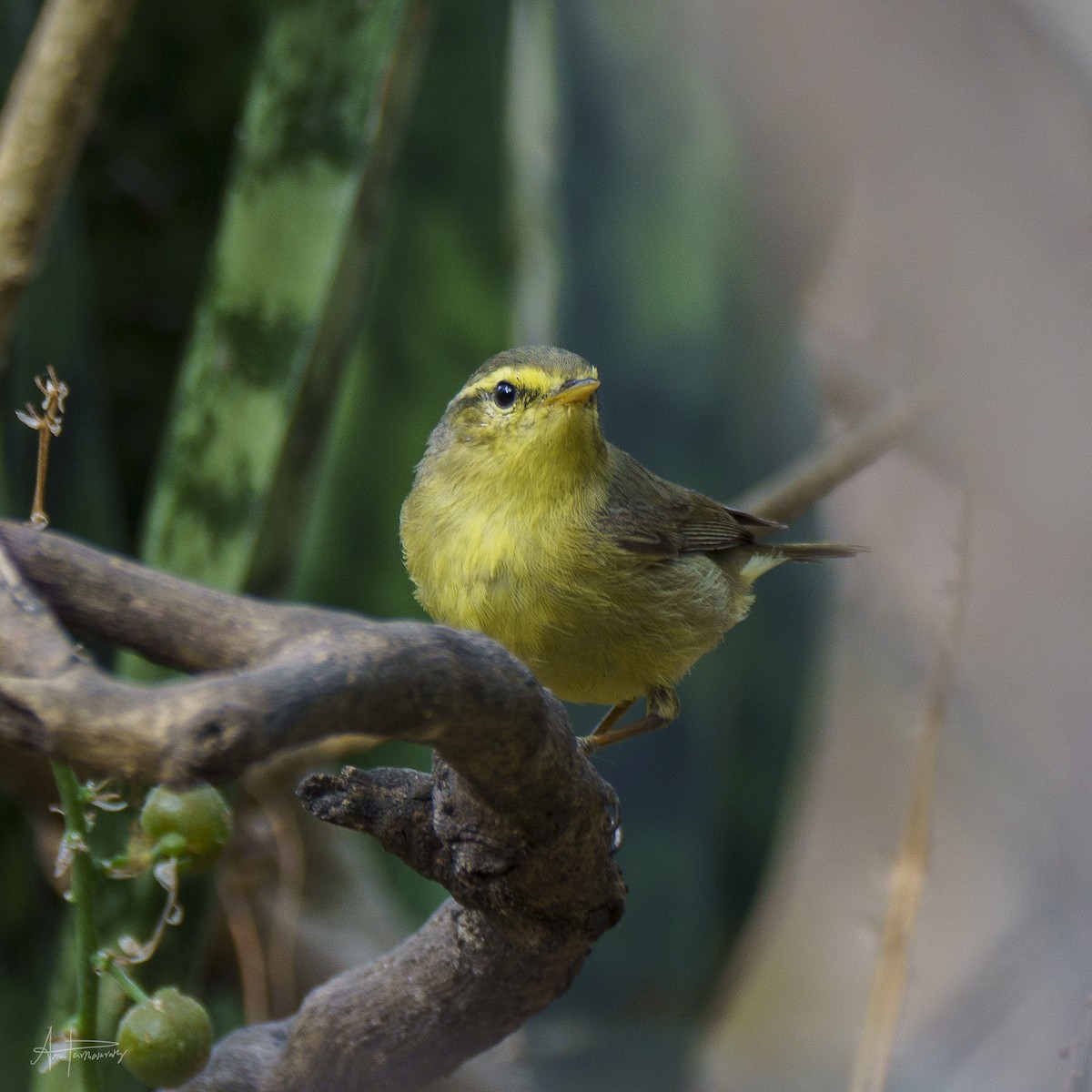 Tickell's Leaf Warbler - Anu Parthasarathy