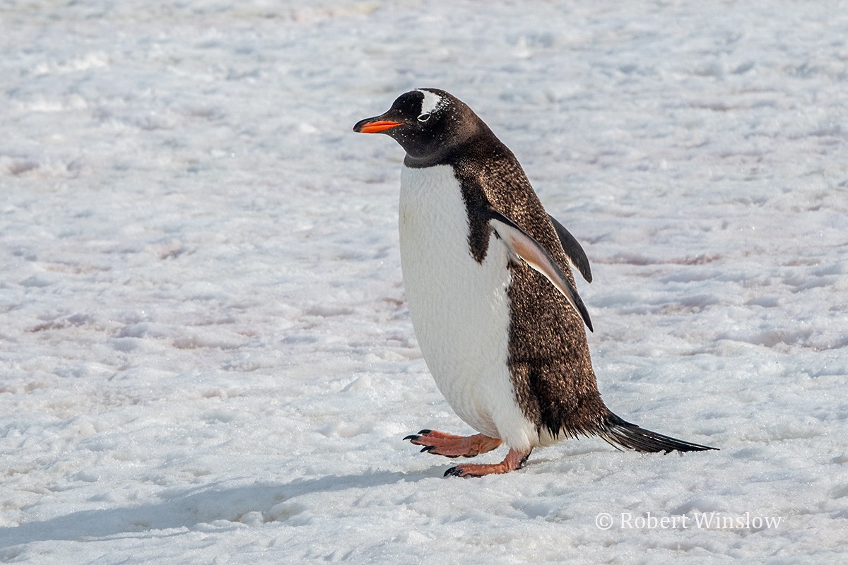 Pingüino Juanito - ML616313985