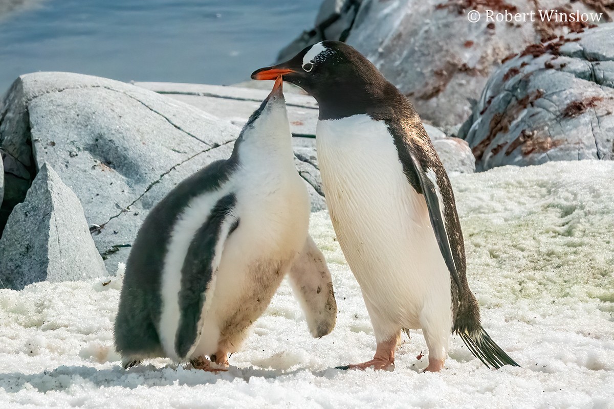 Gentoo Penguin - ML616313986