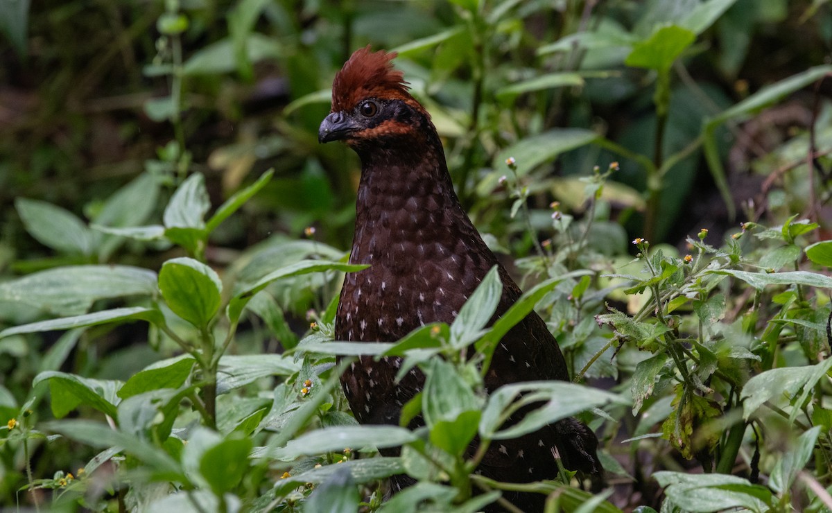 Stripe-faced Wood-Quail - Philip Reimers