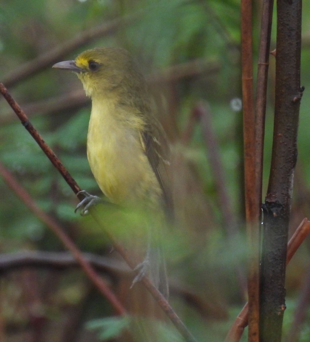 Mangrove Vireo - ML616314049